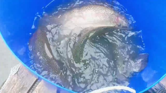 Запуск от 11.04.26