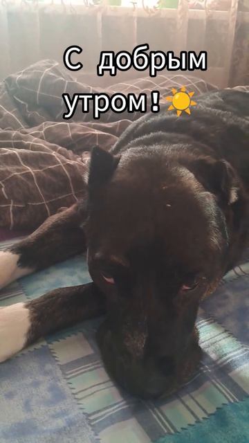 На расслабоне# без суеты# без спешки# всех с наступающим!#☀️♥️🖐🐕🦺