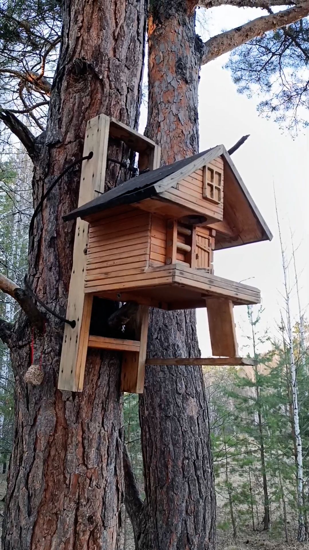 Клёвая избушка для птичек на дереве и Кеша и Тиша