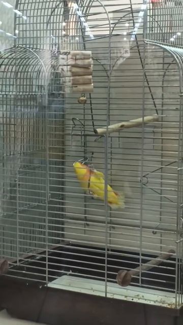 Пернатый Акробат