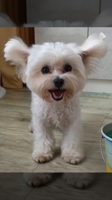 Смешные кошки и собаки