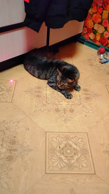 Хаус и Найс играют.    #котики