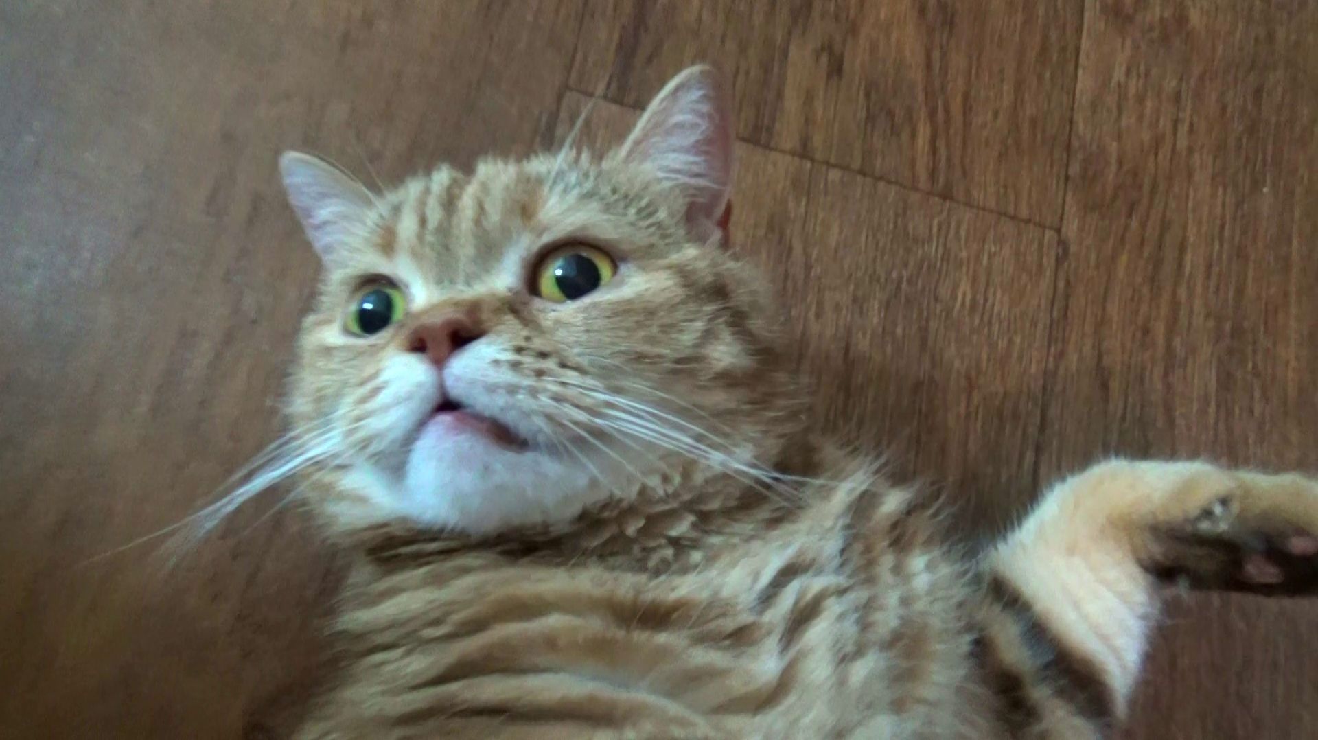 Не мукбанг Кошка Лиса в образе передает всем привет