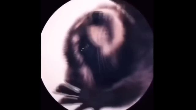 енот Педро 2 минуты