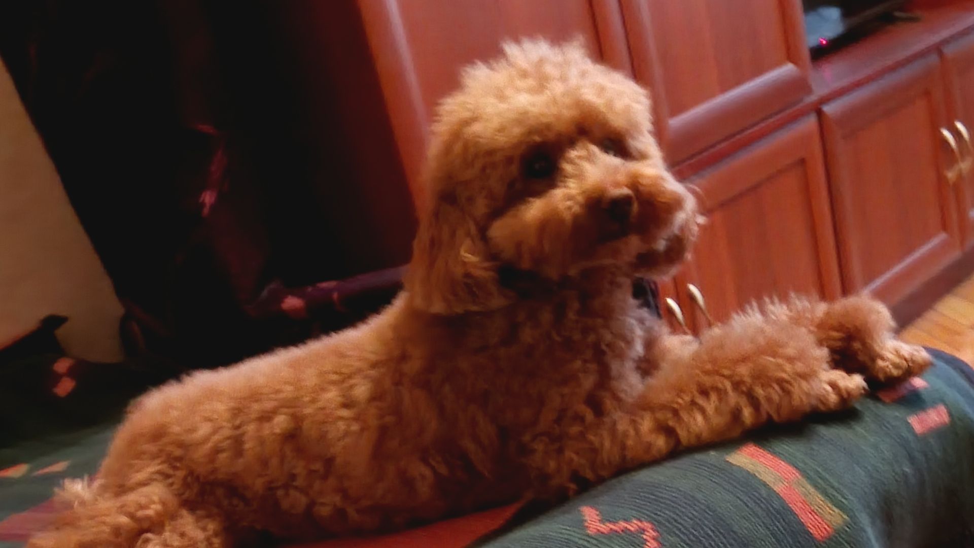 Говорящая фауна