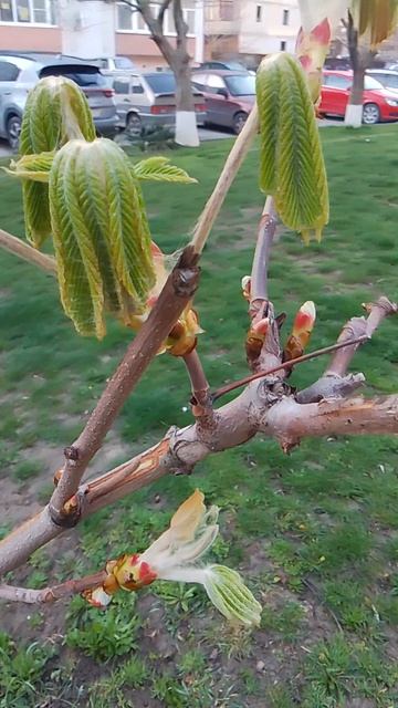 VID_20260406_062108.mp4