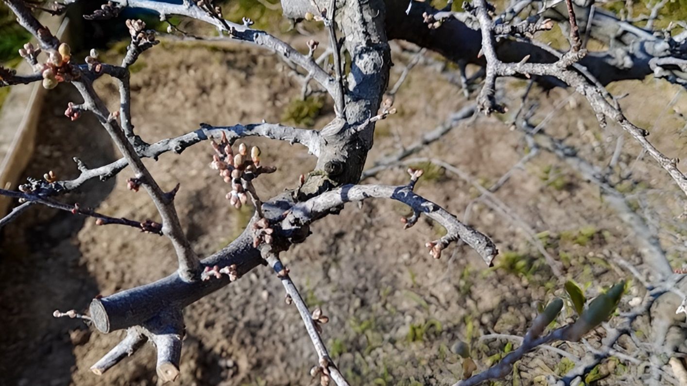 Ранневесенняя обработка сада: Защищаем сад от вредителей и болезней!