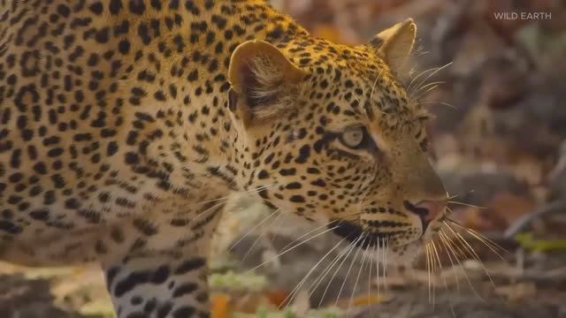 Дикая Саванна