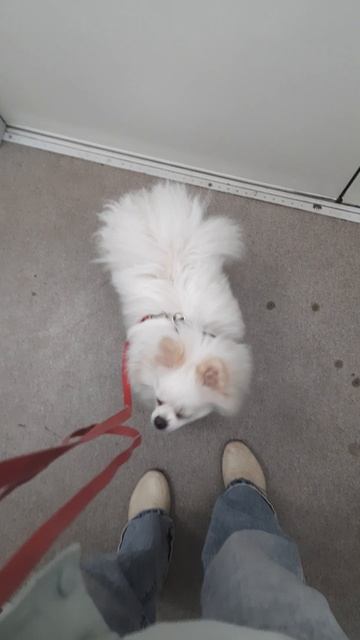 Джесси идет гулять 11-04-2026