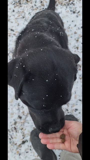 Нора в поисках семьи