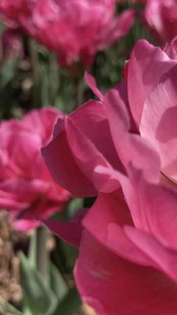 Бал тюльпанов 🌷 апрель 2026