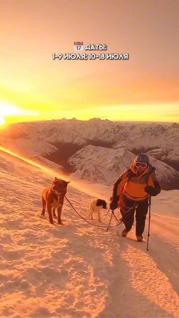 Собаки на Эльбрусе!