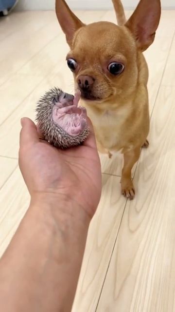 Господи, что это