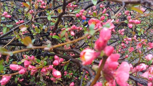 Под дождём..цветущая декоративная айва.#Кисловодск,11 апреля