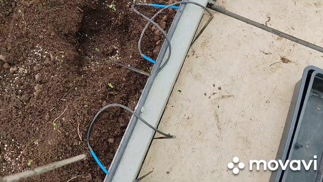 Высадила томаты 3 апреля , что с ними через неделю 10.04.2026