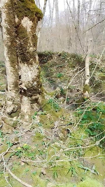 VID_20260329_111536.mp4