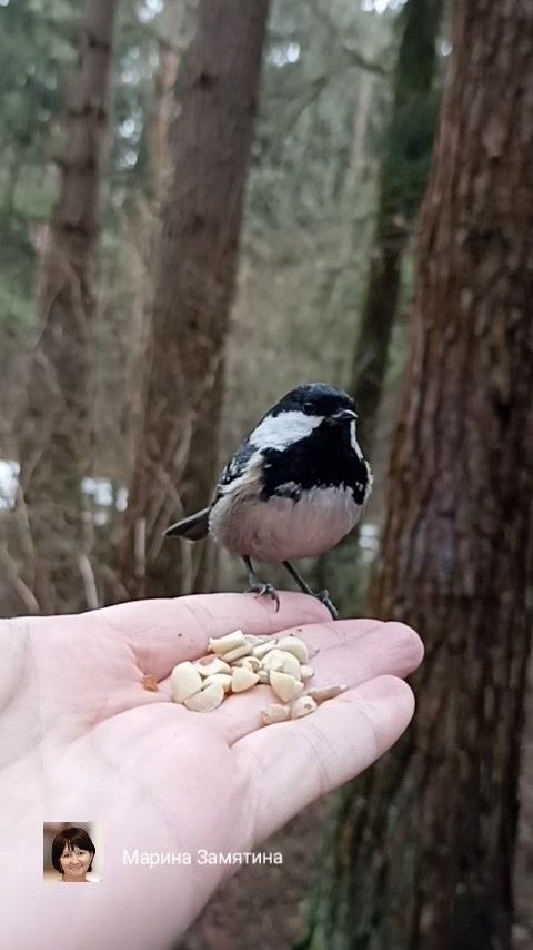 Черная синица.