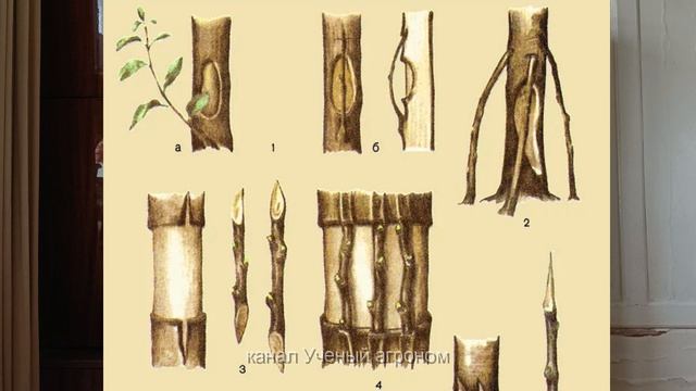 МЫШИ ОБГРЫЗЛИ ЯБЛОНЮ ЗИМОЙ. ЧТО ДЕЛАТЬ