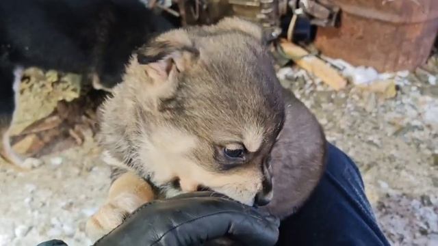 Вкусные перчатки.