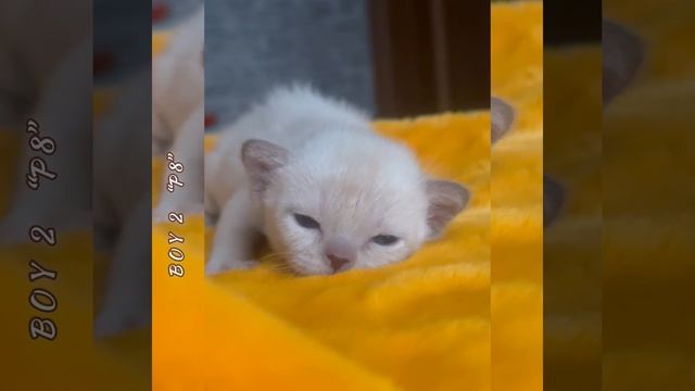 Шоколадный мальчик № 1 из помёта «Р8». Питомник бурманских кошек Freya Way*RU