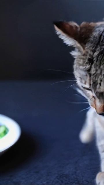 Котик пробует салат: интересные вкусы и моменты #кот #еда #животные