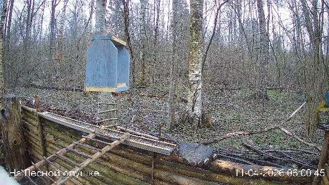 LIVE: На лесной опушке. Природа онлайн