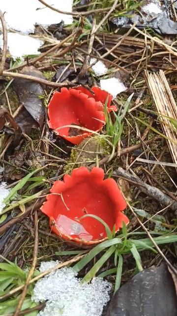 Прогуливая по горам мы увидели необычные красные грибы, похожи на цветы
