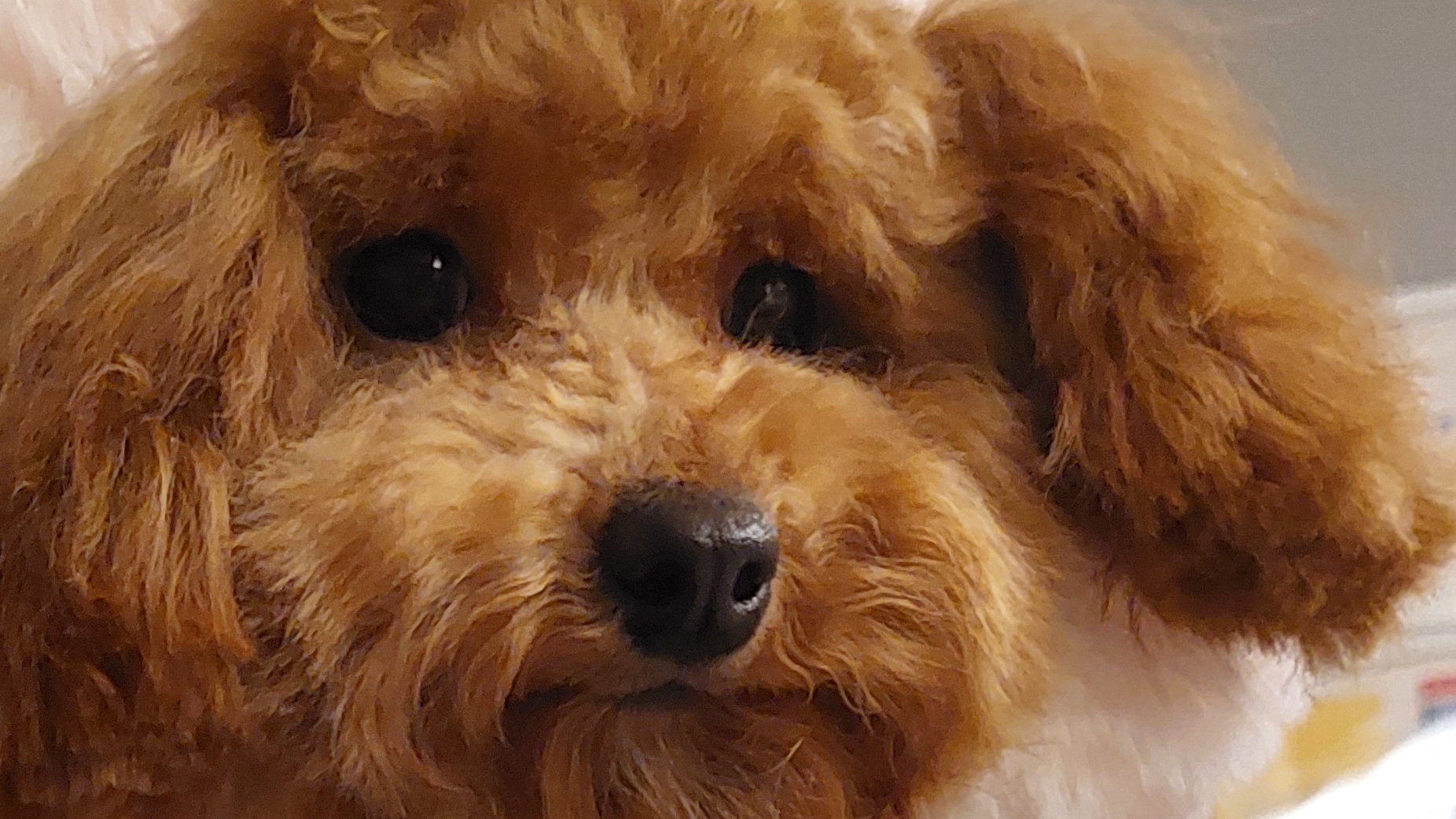 мои команды