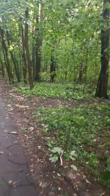 Последствия после урагана в Кучино. 30 июля 2025