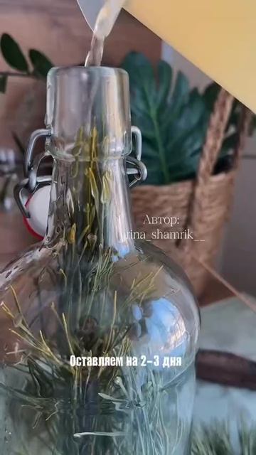 Хвойные пробиотики для кишечника