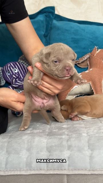 У нас есть щеночки на любой вкус и цвет! За американским булли только в AlfaBulls! 🐶