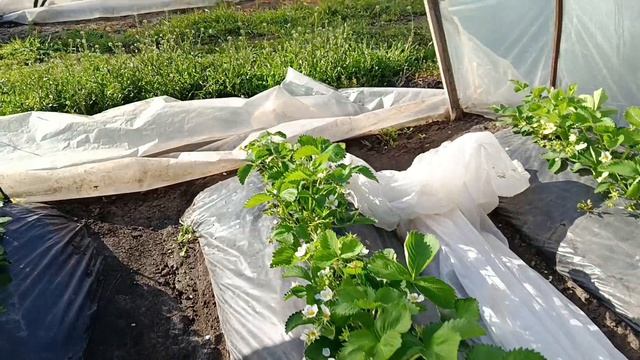 Сорт клубники Клери, под плёночными укрытиями, скоро сбор ягод, ст.Старокорсунская