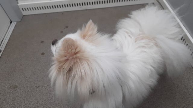 Вернулись с прогулки 11-04-2026