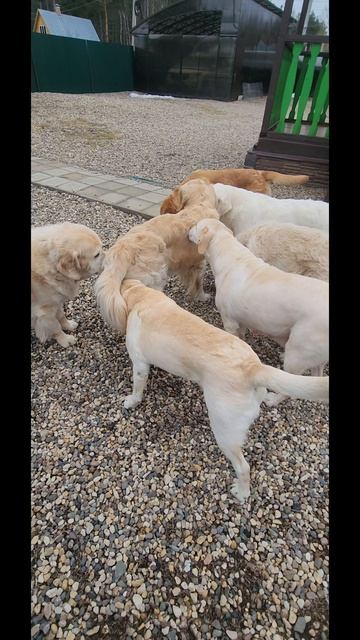 Передержка собак