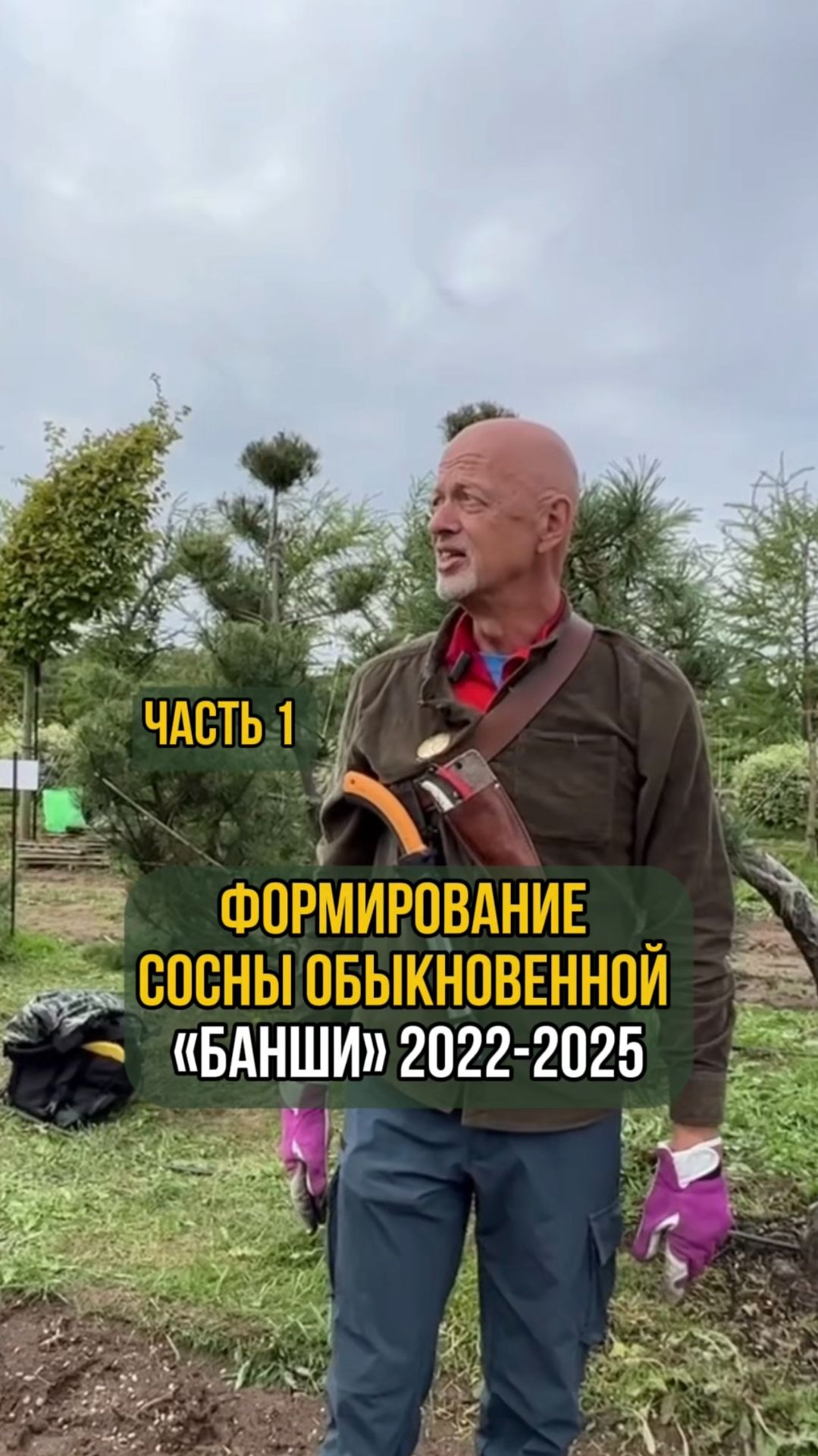 Формирование сосны обыкновенной 