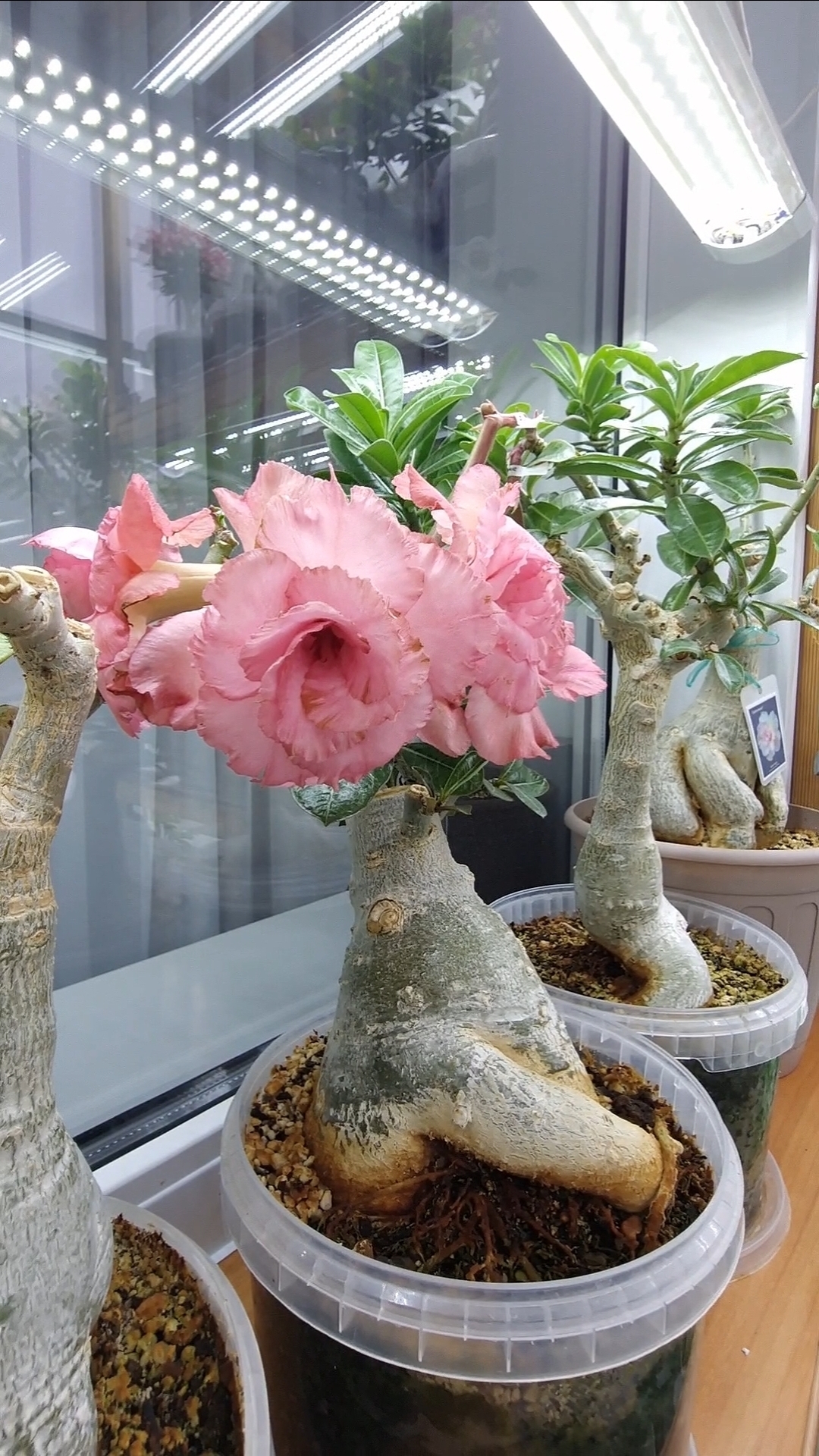 ПР N3. Мама этого сеянца обычный сингл. Родители в конце видео.