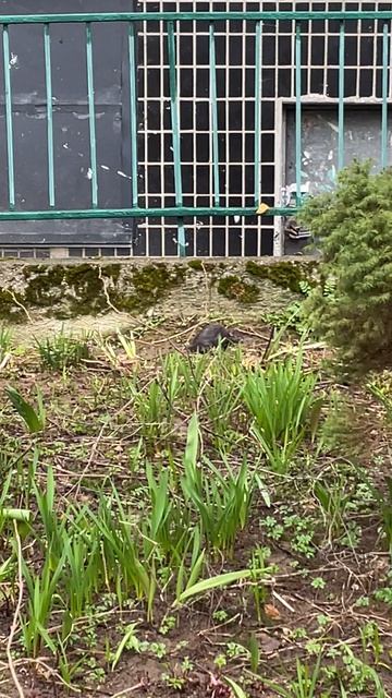 Крыса на Лемешко 8