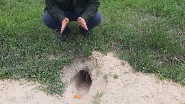 Охота на сурка - байбака, голыми руками