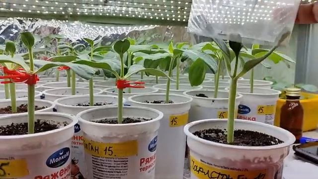 Дача 6 соток. Рассада арбуза в холодильнике.