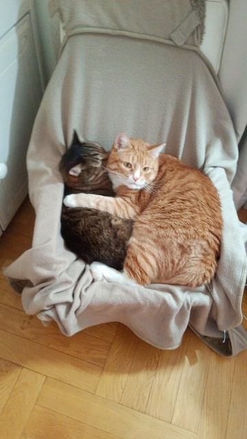 котики готовятся ко сну!