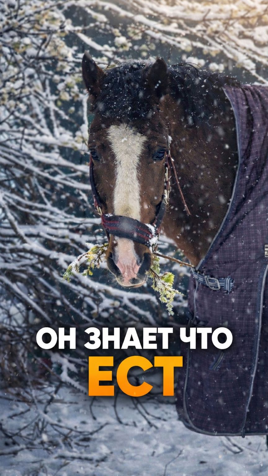 Он знает что ест