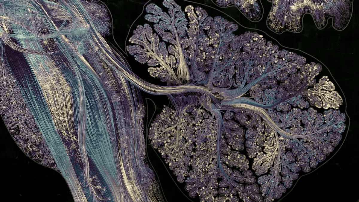 Для развития мозга