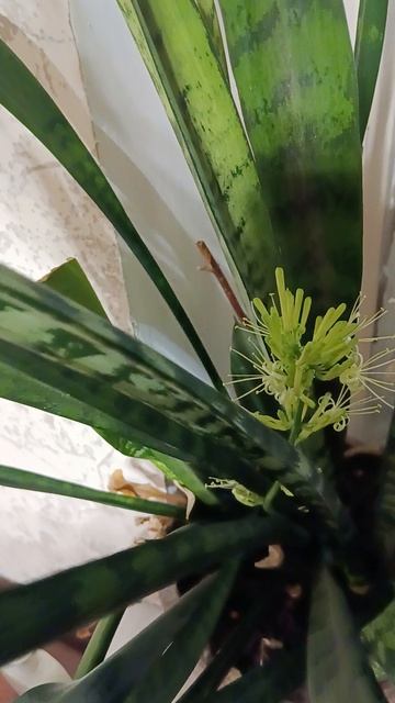 Цветы, а в описании услуги от специалистов, прочтите описание, нужно обращайтесь