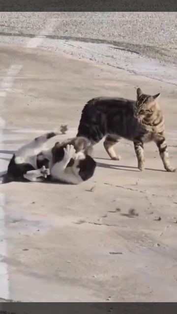 Битва котов