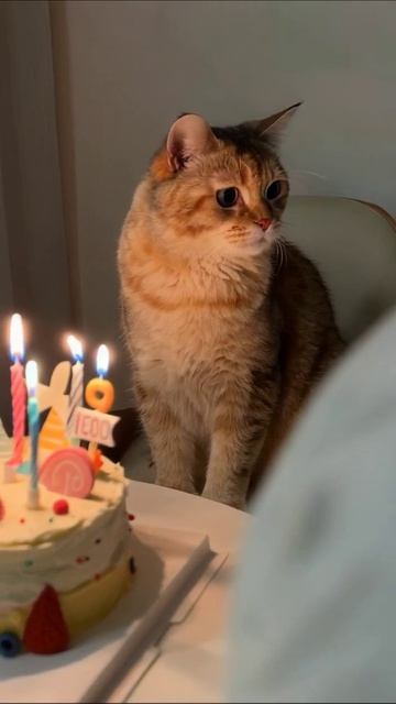 День рождения кота: праздник с тортом! #кот #деньрождения #милыеживотные