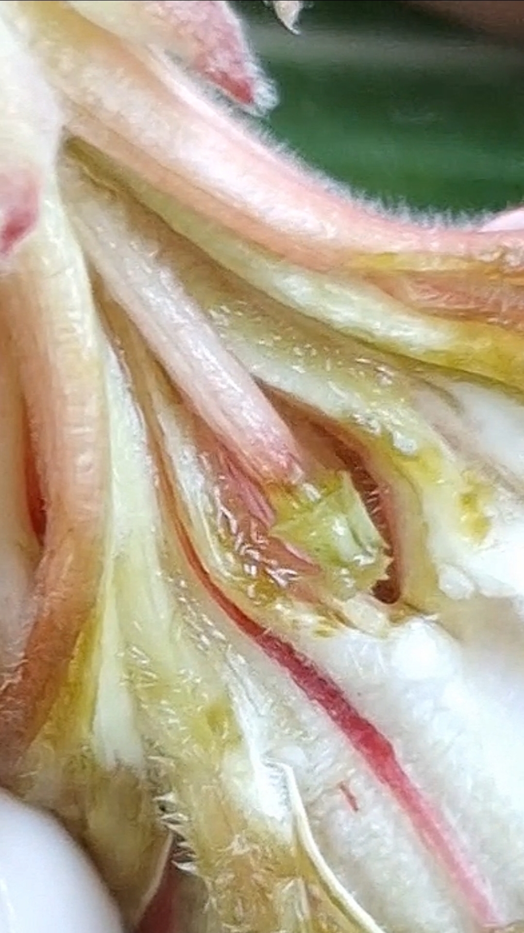 Пестик адениума. Как качество съемки?