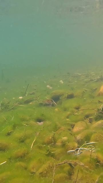 На дне Енисея