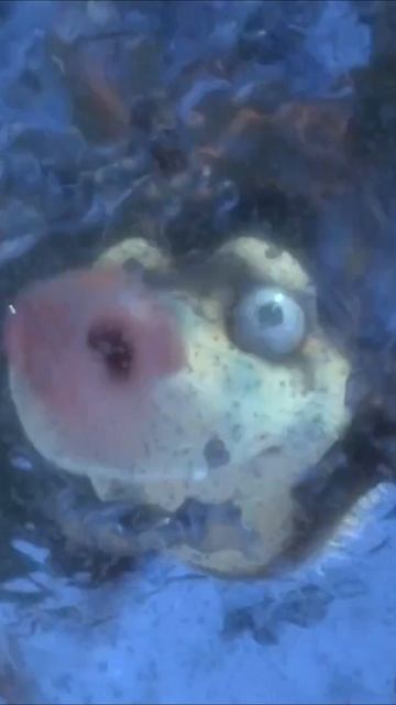 Ледниковый период: Погоня за яйцами  Попали в свою же ловушку