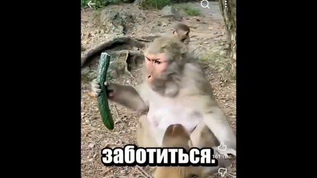 ультра мего сонек