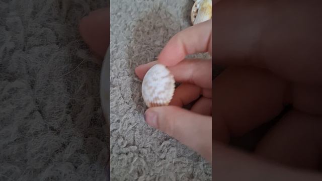 обзор ракушек (2ч)
